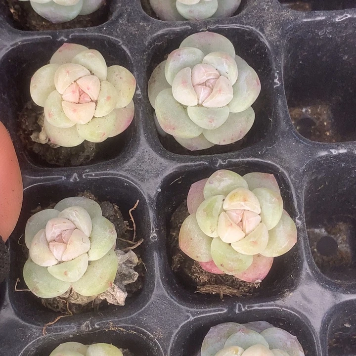 冰玉小脸7颗。包邮。 包邮