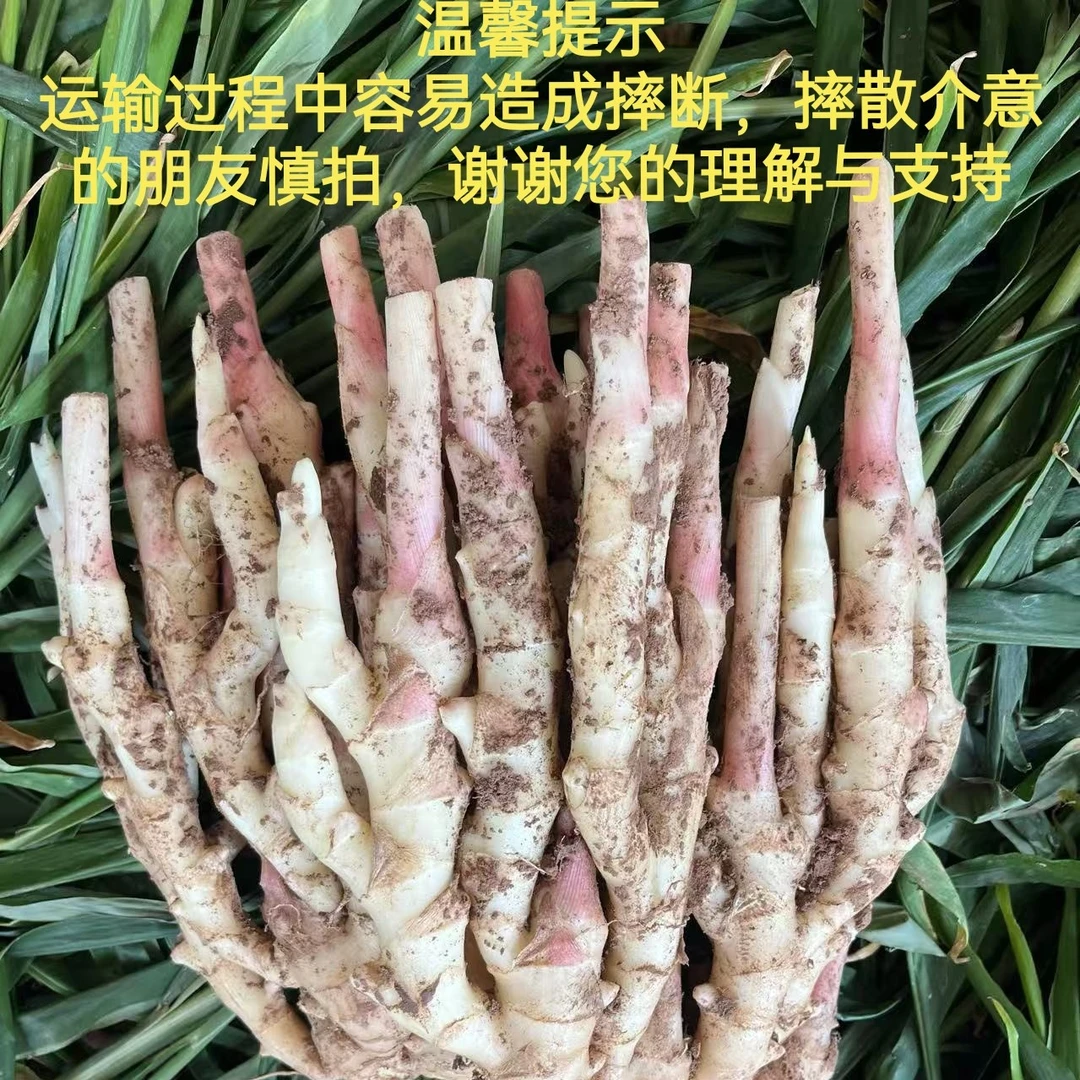 一口入魂四川自贡五宝镇红芽仔姜竹根姜无筋无丝农家现挖现发