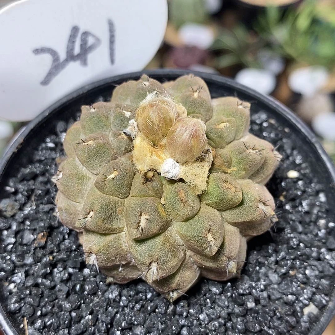 蜥蜴皮241号4.4cm