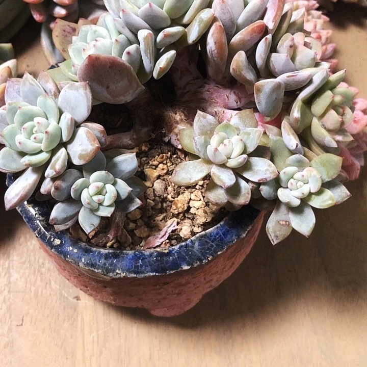甜橙专拍多肉植物