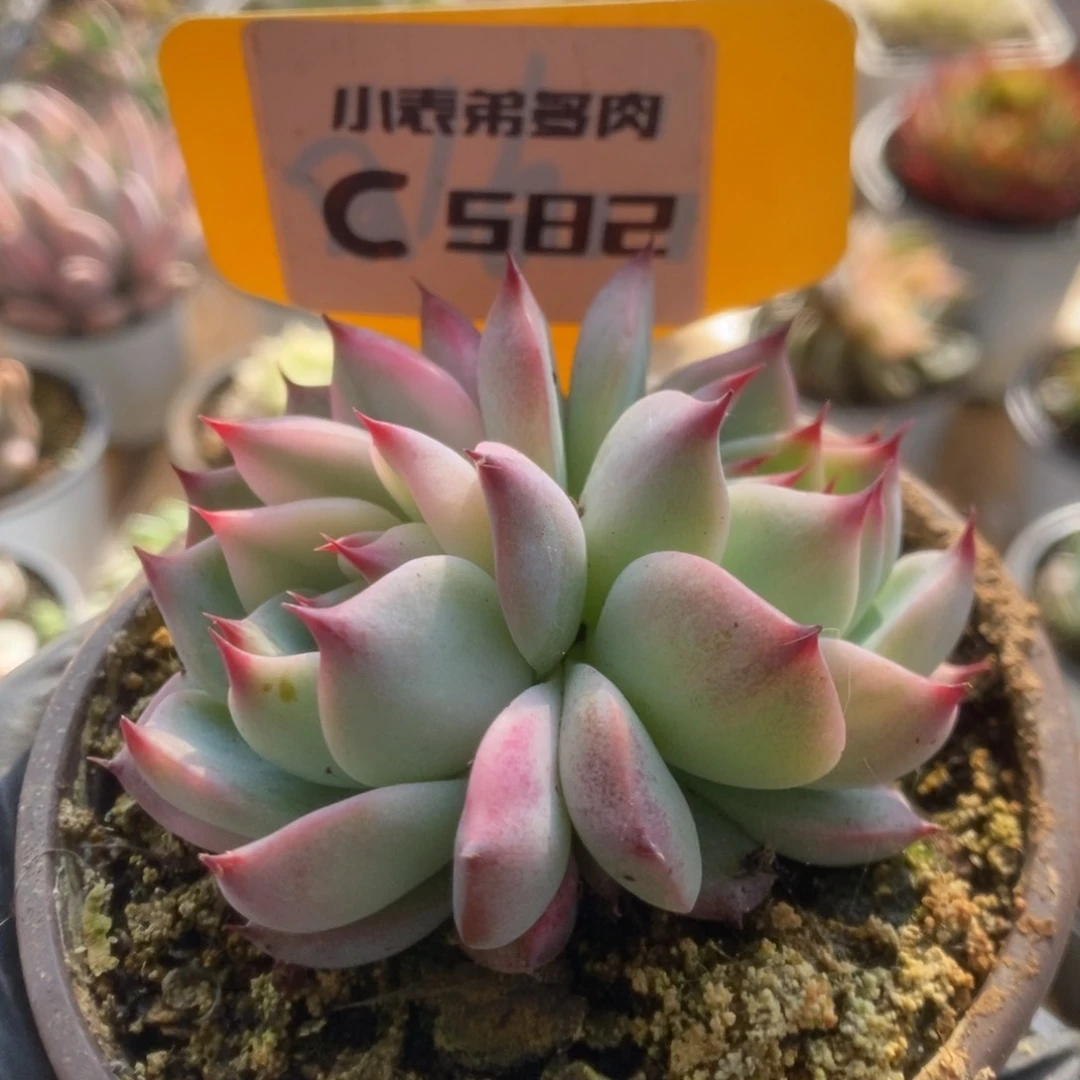 582吉娃娃锦锦锦锦锦