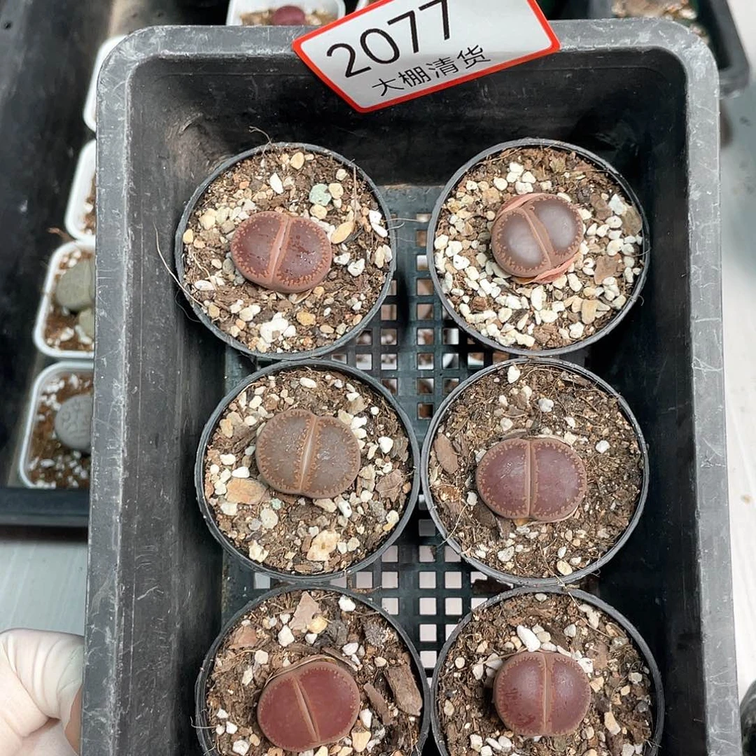 2077大棚清仓甩卖了