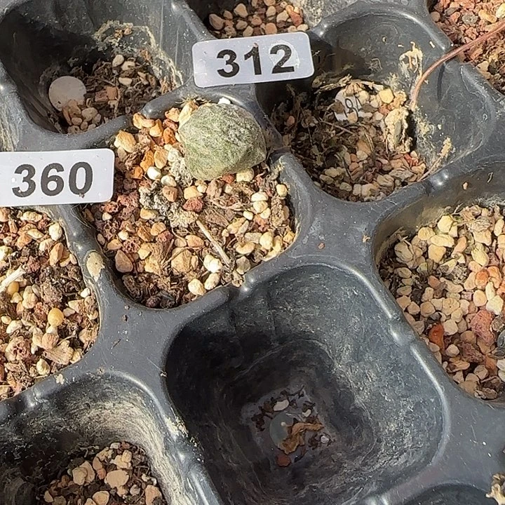 雍***清龙吻水泡多肉叶片312