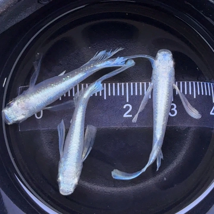 青鳉鱼天使之翼5号