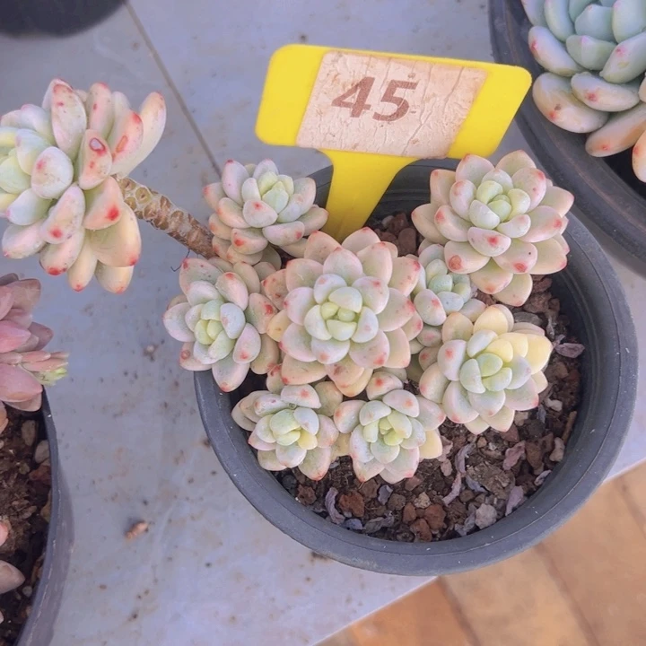 健健康康平平安安