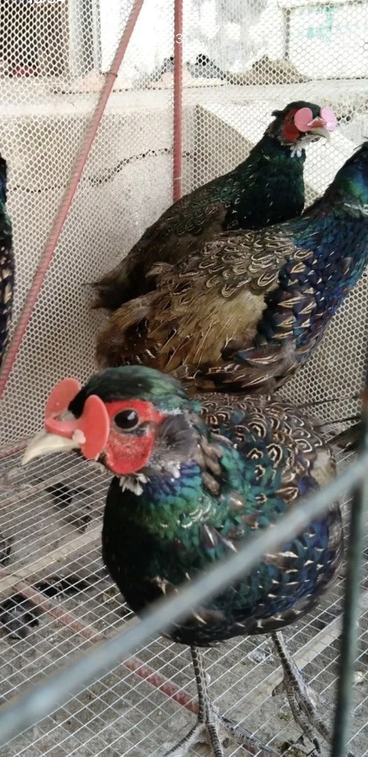 一只公孔雀蓝山鸡（包邮）