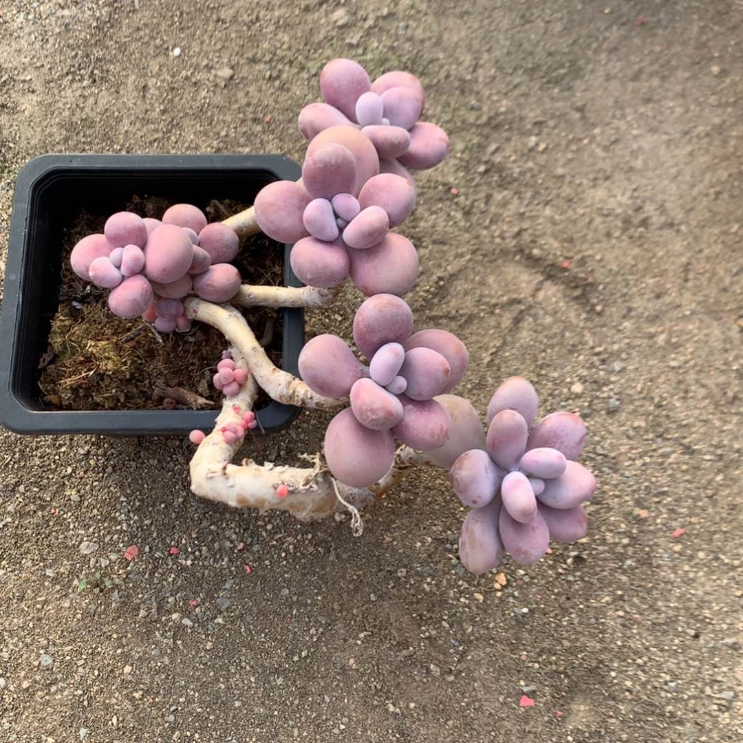 桃蛋老桩不带盆12号