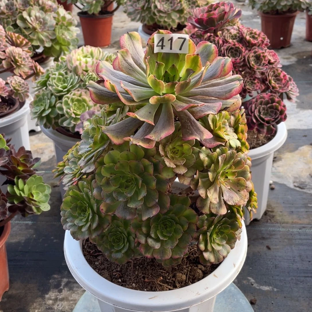 粉体美姬多肉植物