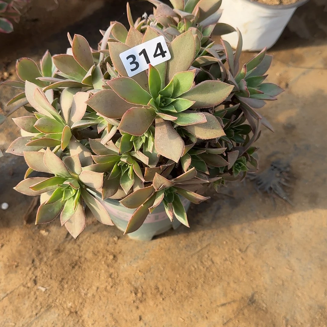 多肉植物红叶314号