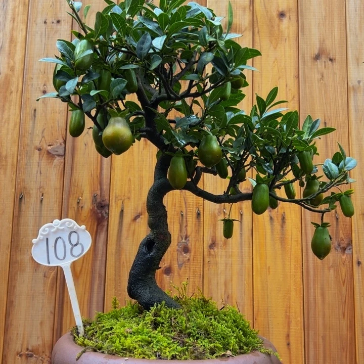 无花朵金弹子盆景一物一拍