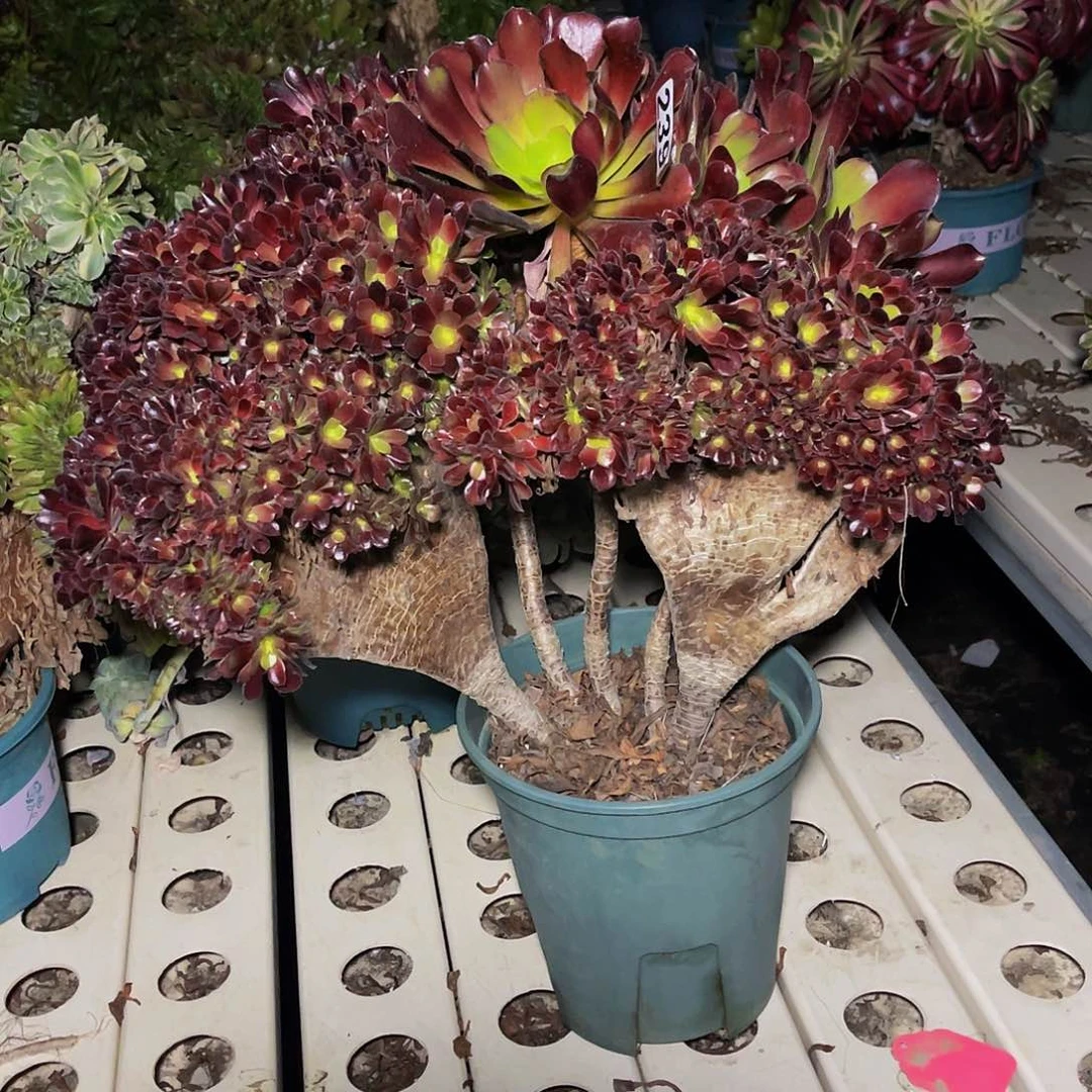 法师法师7/28包邮法师