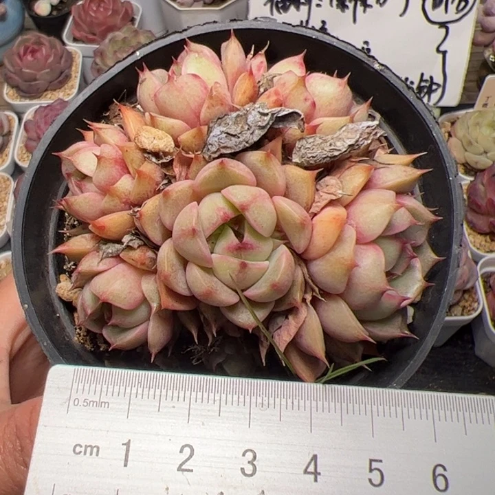 111 多肉植物组合