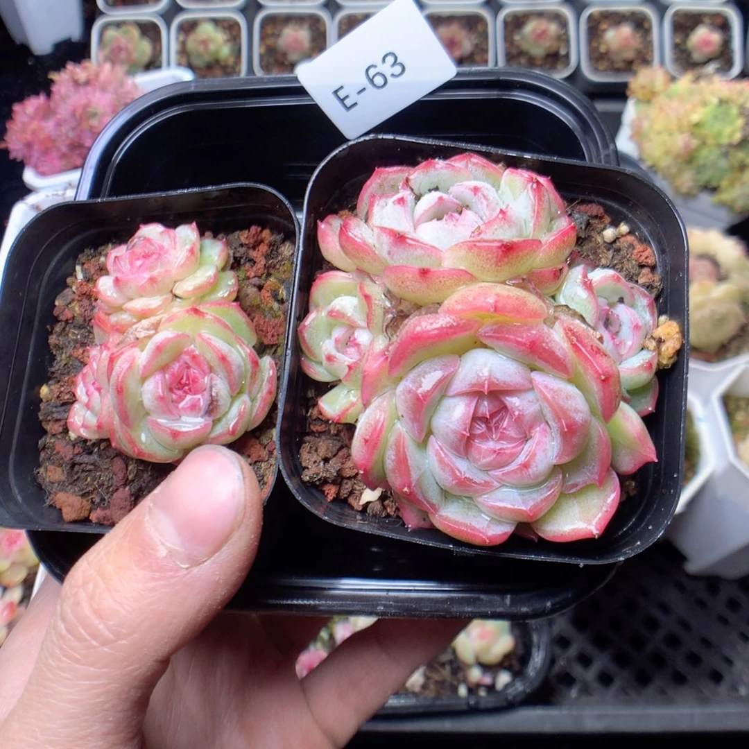 无花朵E63。yyyyyyyy