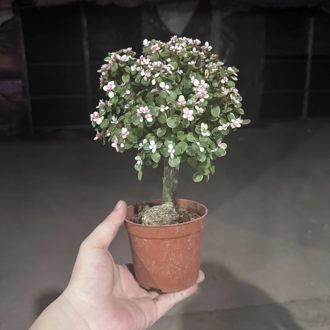 金枝玉叶老桩 盆栽 多肉植物稀有品种老桩多肉花卉室内盆景好养