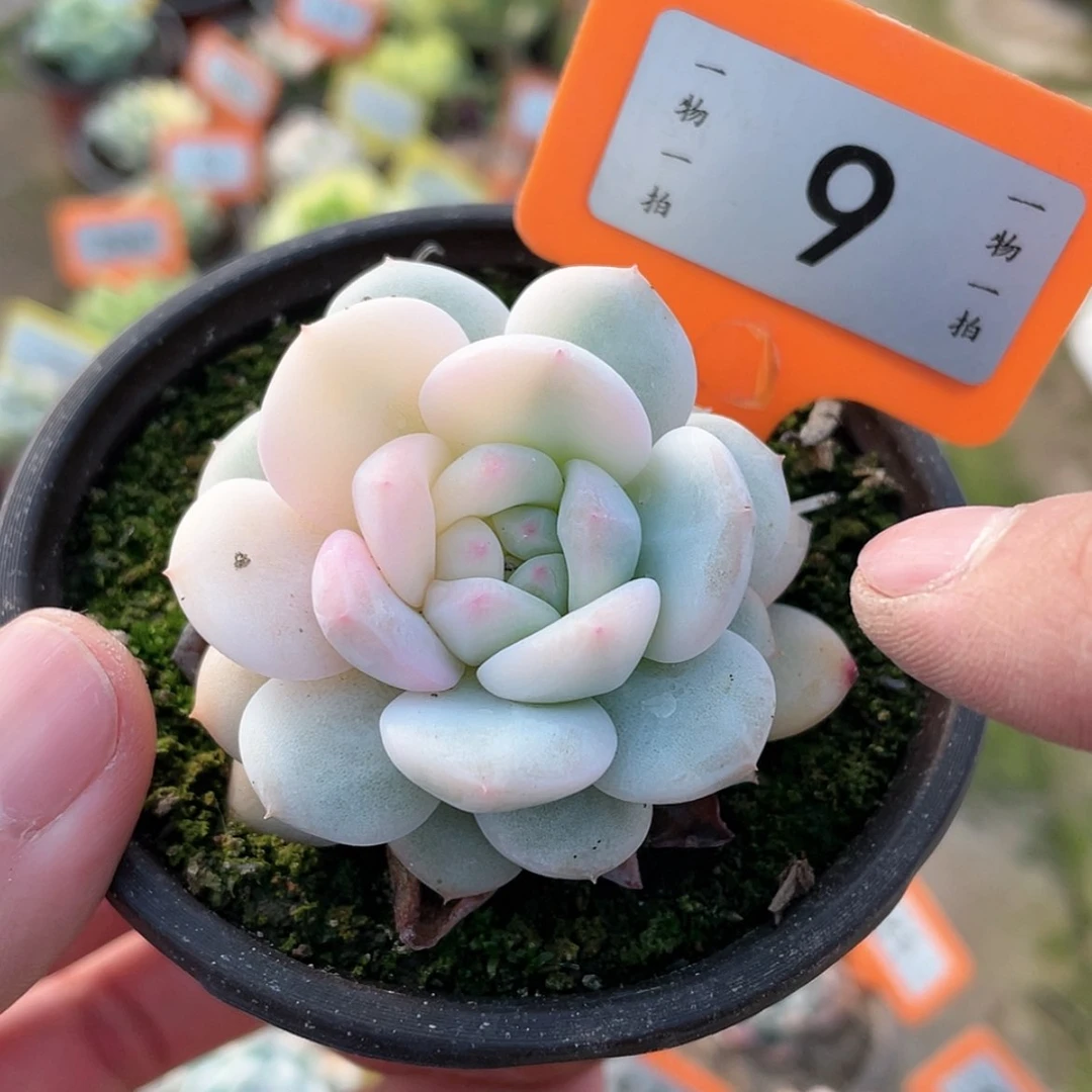 【闪购商品】9号的