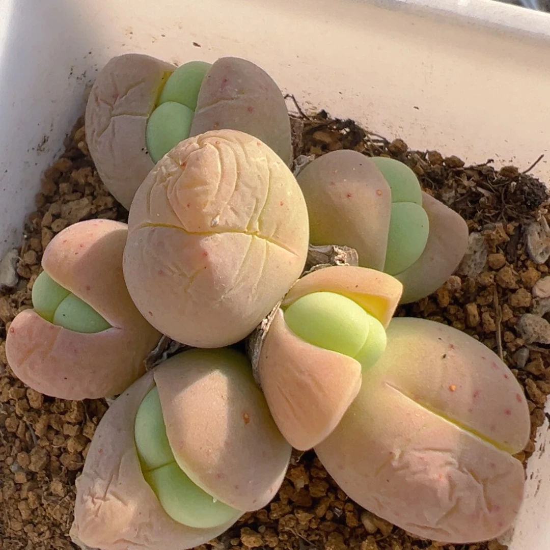 90多肉植物百科知识