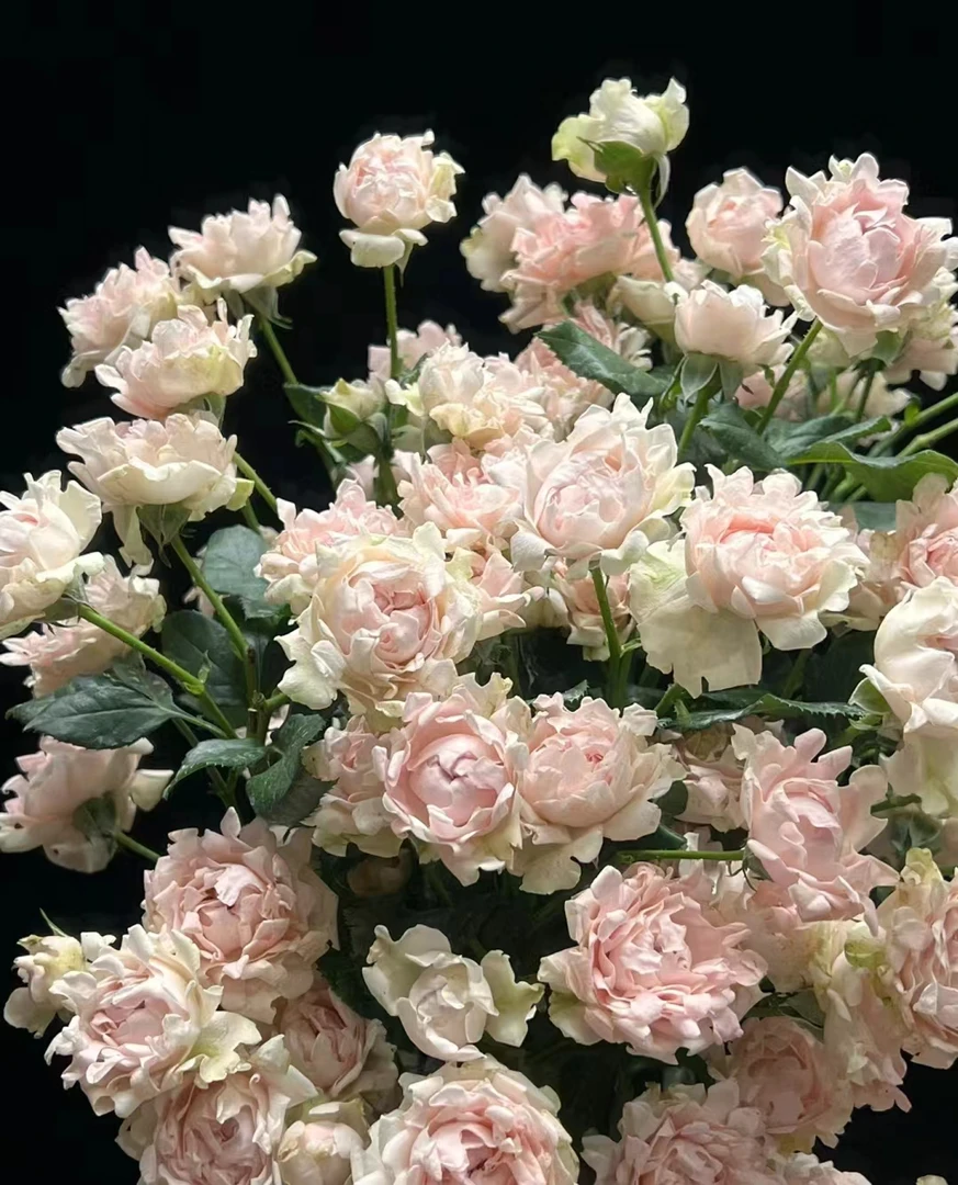 【苏芬】 多头玫瑰   真花 鲜切花  一单中通，两单顺丰发货