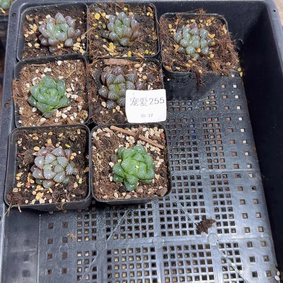 直播福利一物一拍255