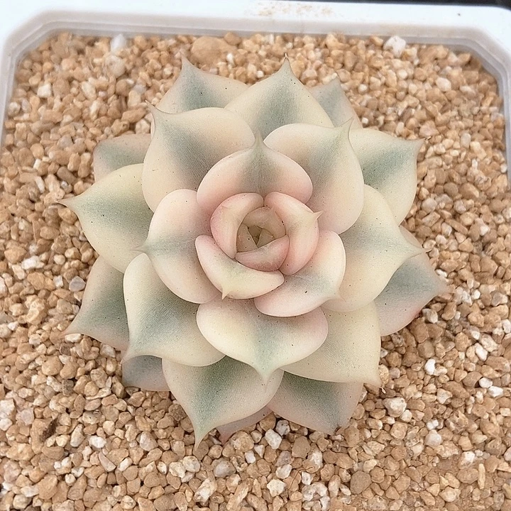 贝加尔湖锦多肉植物