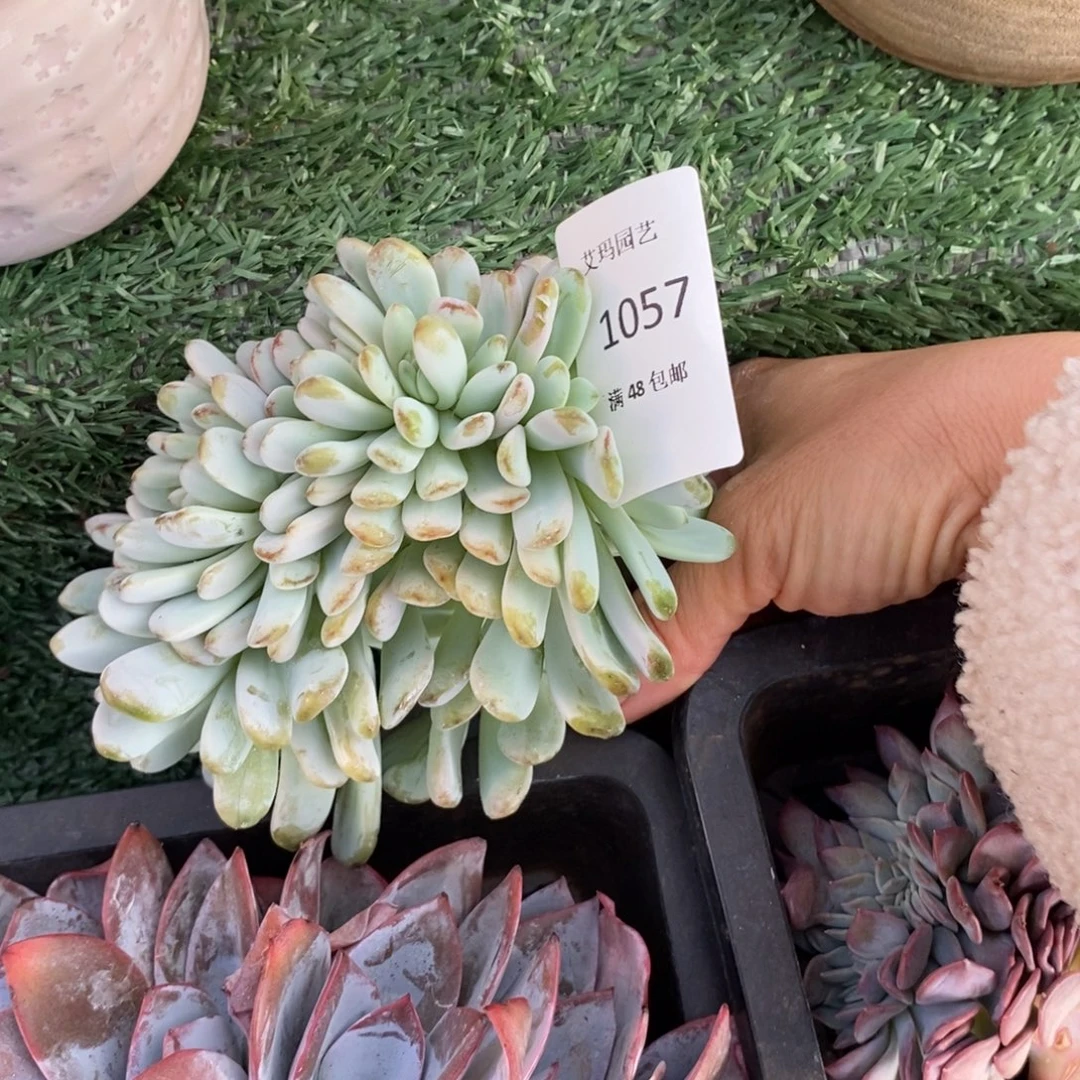 星星雪缀化多肉多肉057