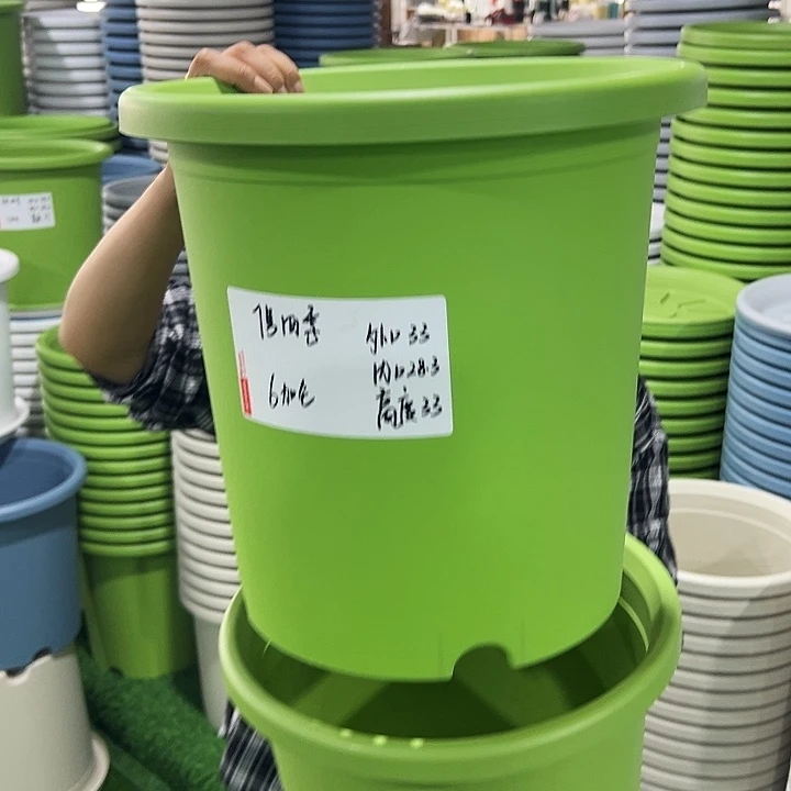 特价7号四季口33高33果绿无托6只