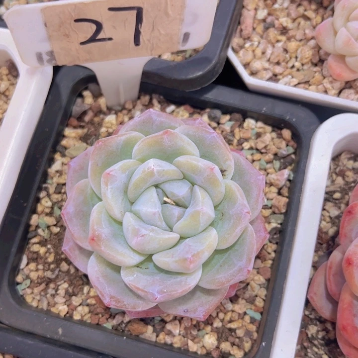 健健康康平平安安