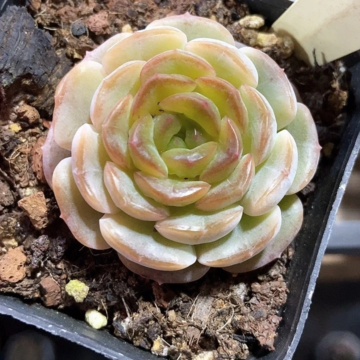 多肉植物融晶855