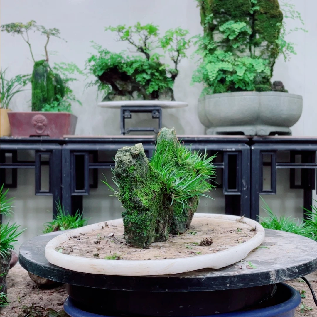 无铅玻璃看**买铁线蕨铁线蕨是一种植物