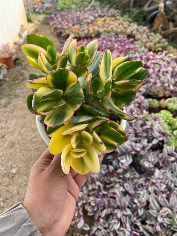 新花月锦多肉植物