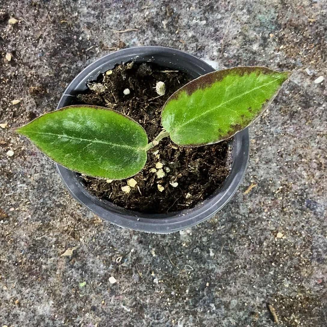 风***3完全开放彭花球兰