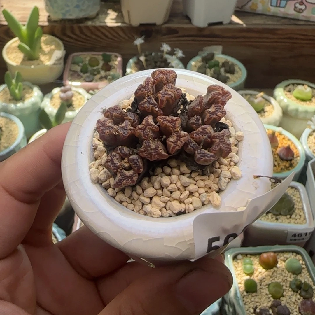 5085一物一拍 带盆