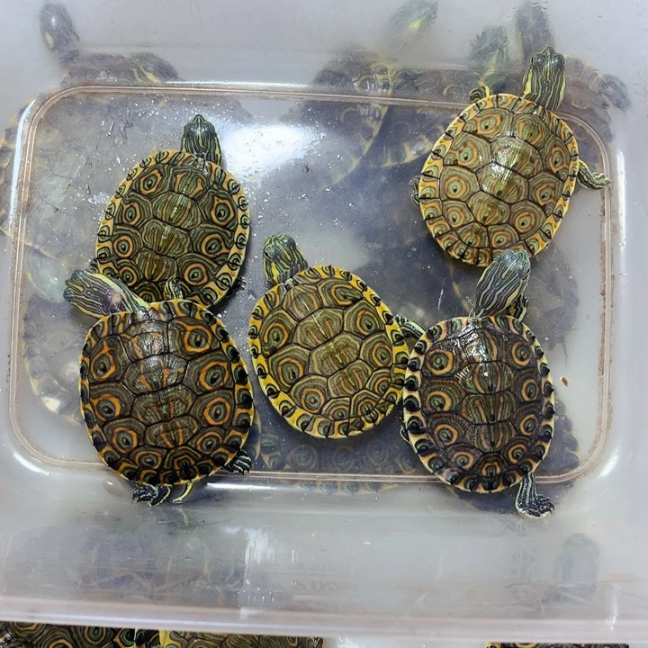 母绿毛龟5大河甜甜圈