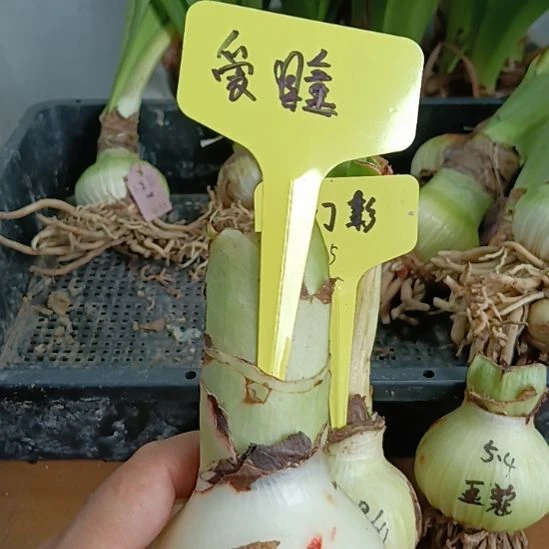 无花朵爱瞳6+裸球发货