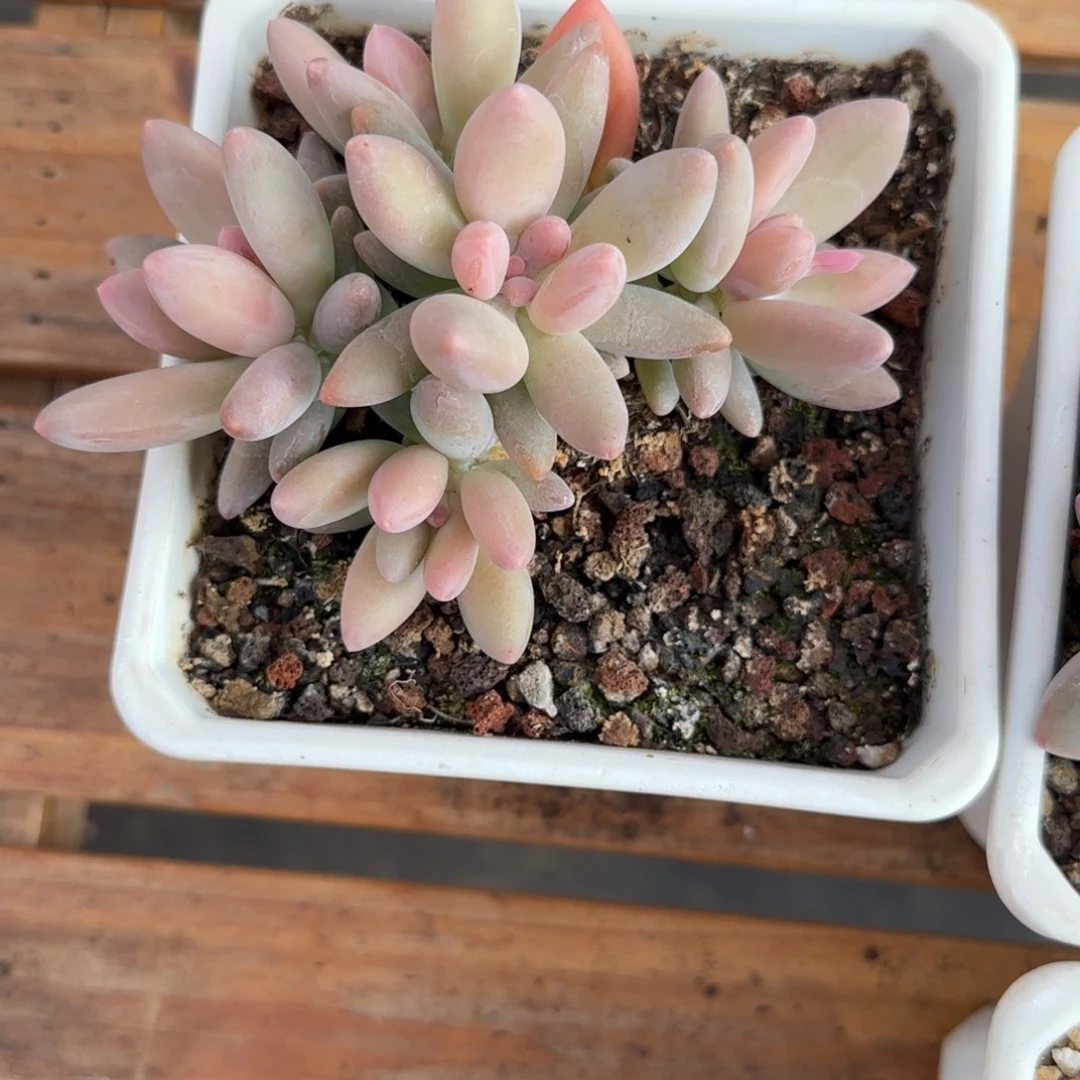 多肉植物一物一拍