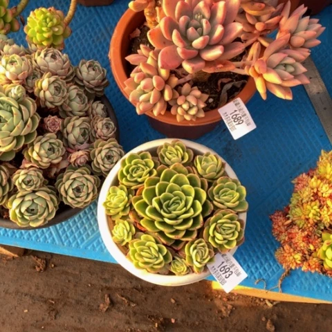 丽*梦1693冰玫瑰多肉