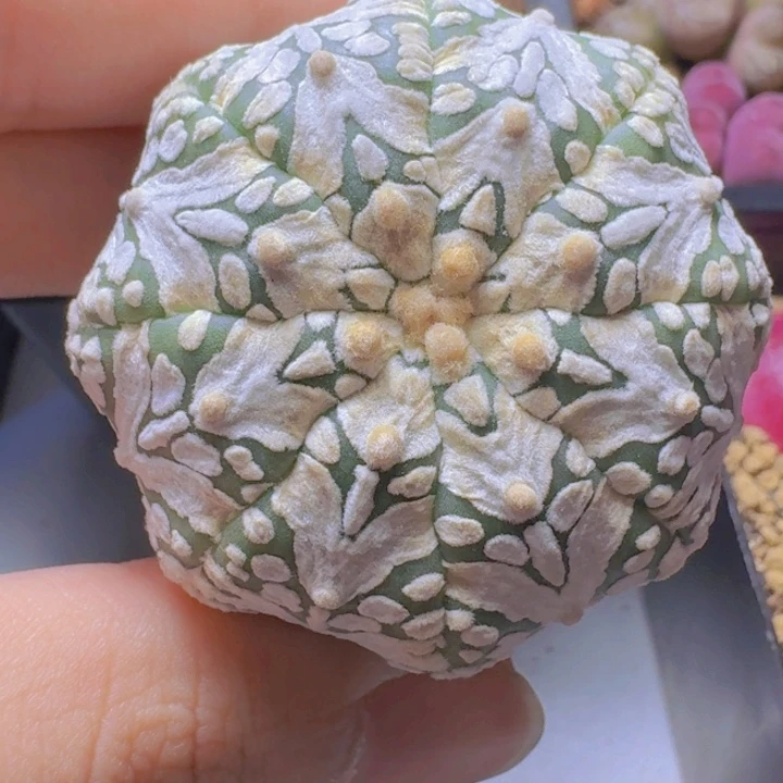 海星v兜。       s h j s