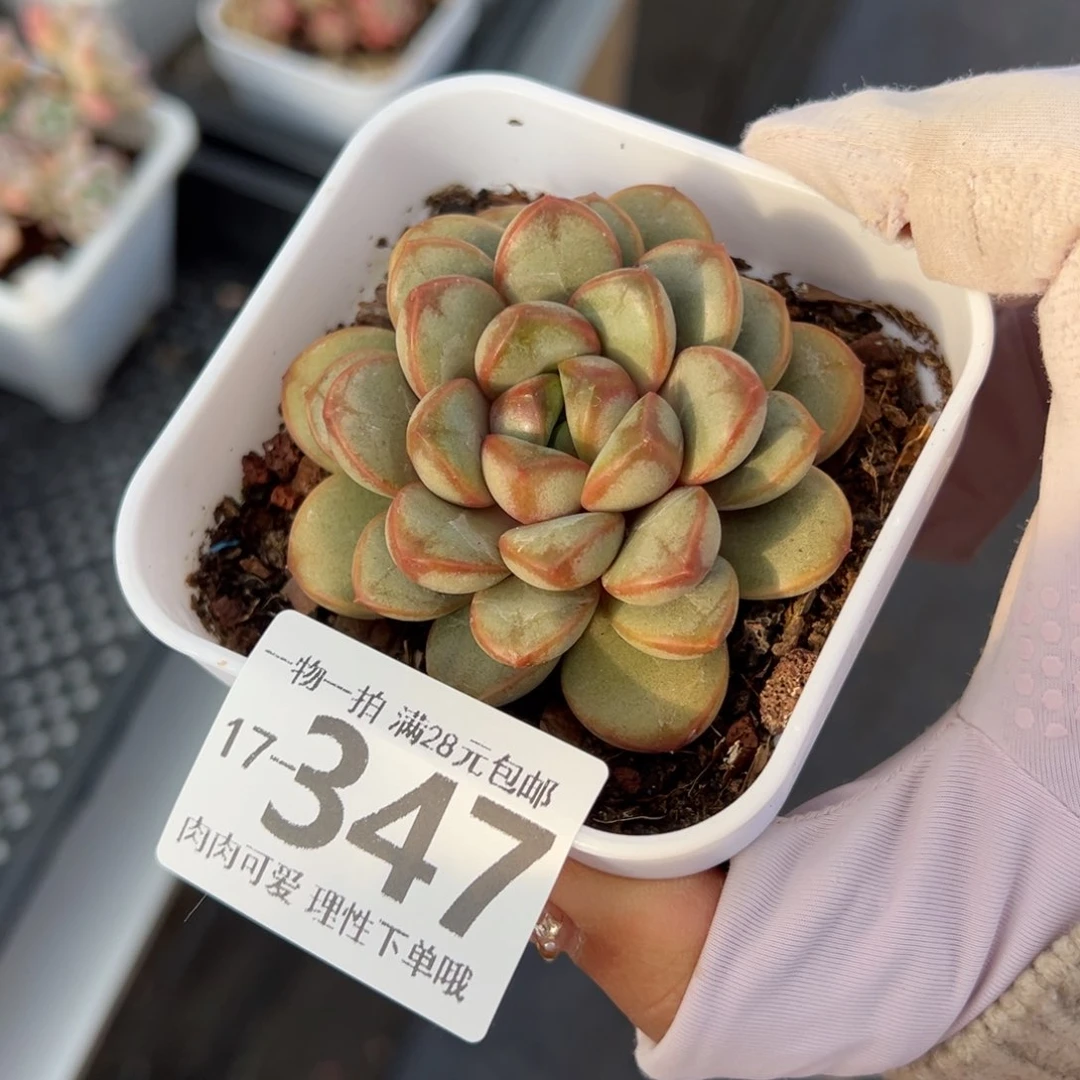 葡萄多肉多肉多肉多肉