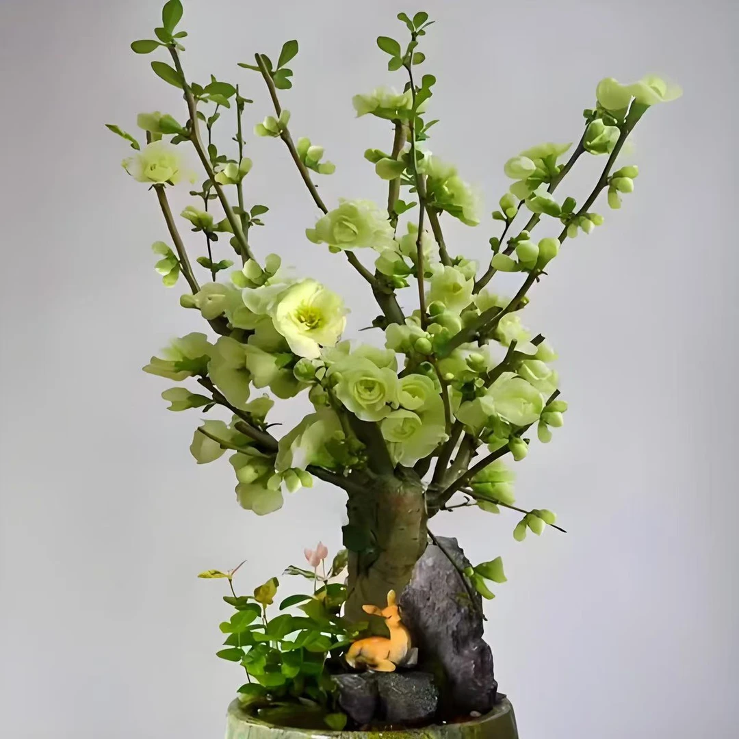 [绿天鹅】 帝王绿绿宝石海棠耐寒植物盆栽地栽都可以