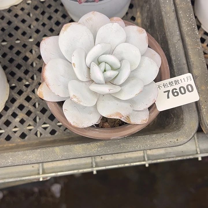 阿雅园艺。         7600雪莲
