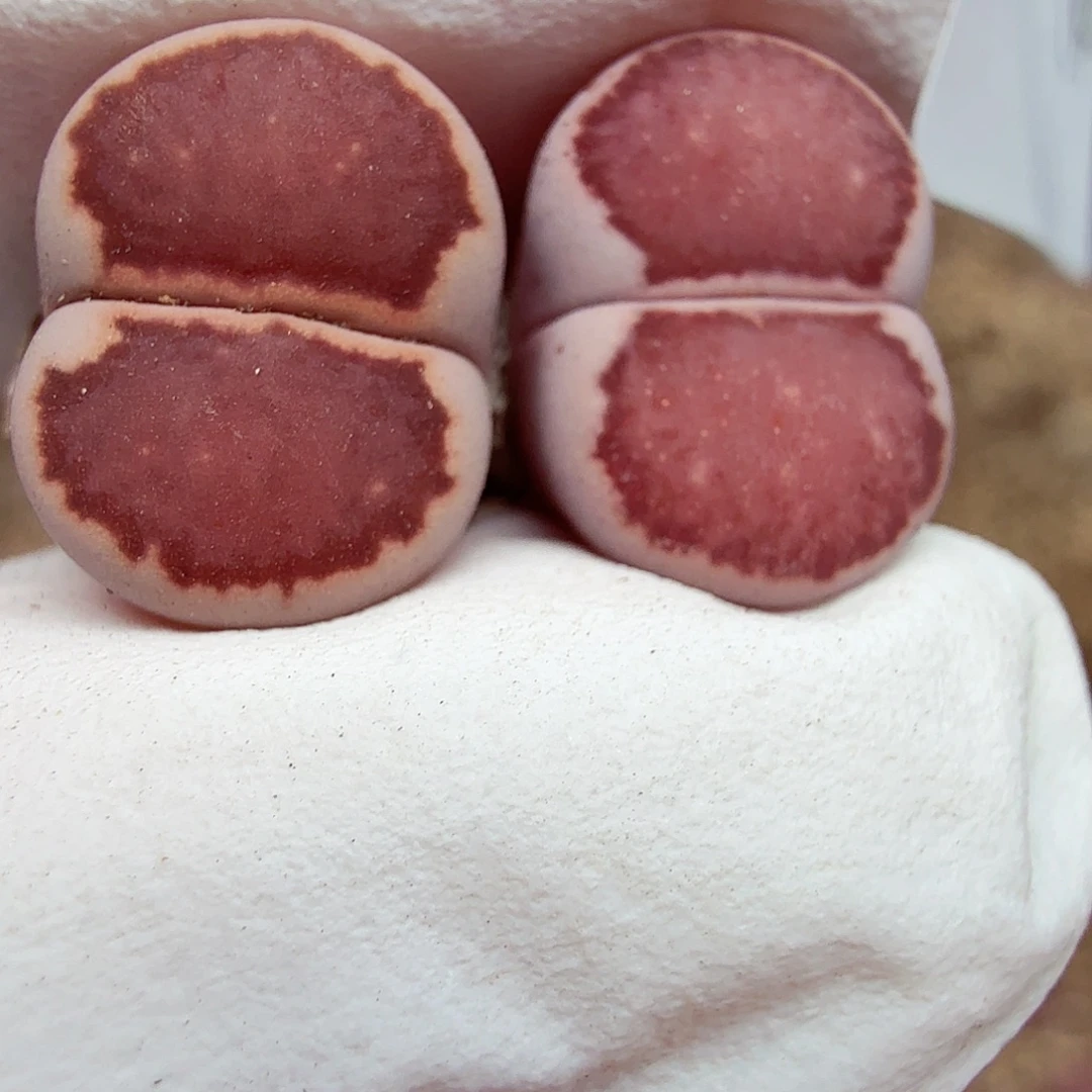 不会因为不知道你想473好