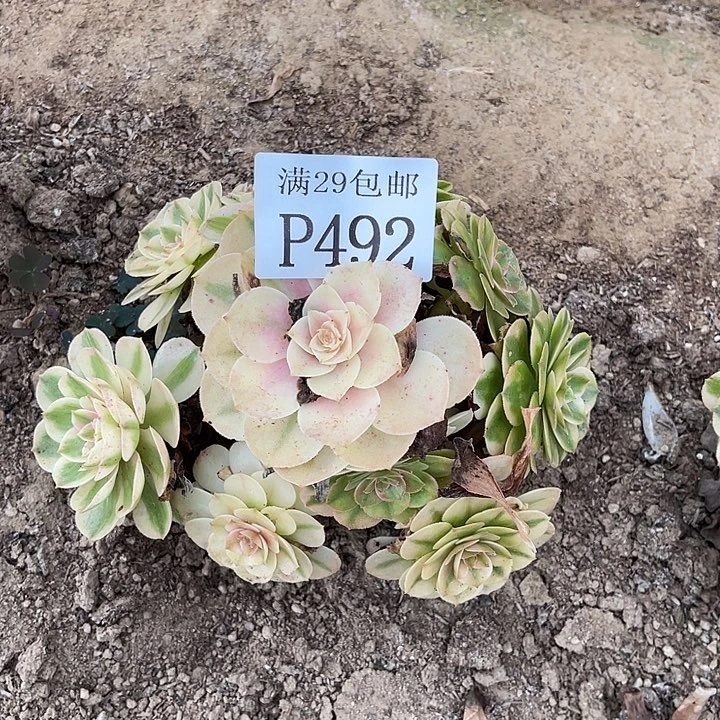 492倾城多肉植物