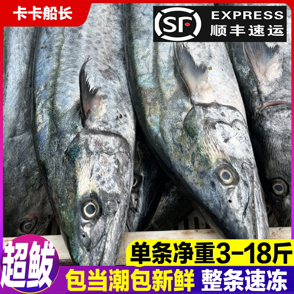 【超鲅鱼】鲅鱼燕鲅蓝点马鲛、单条3-15斤、包新鲜无破肚