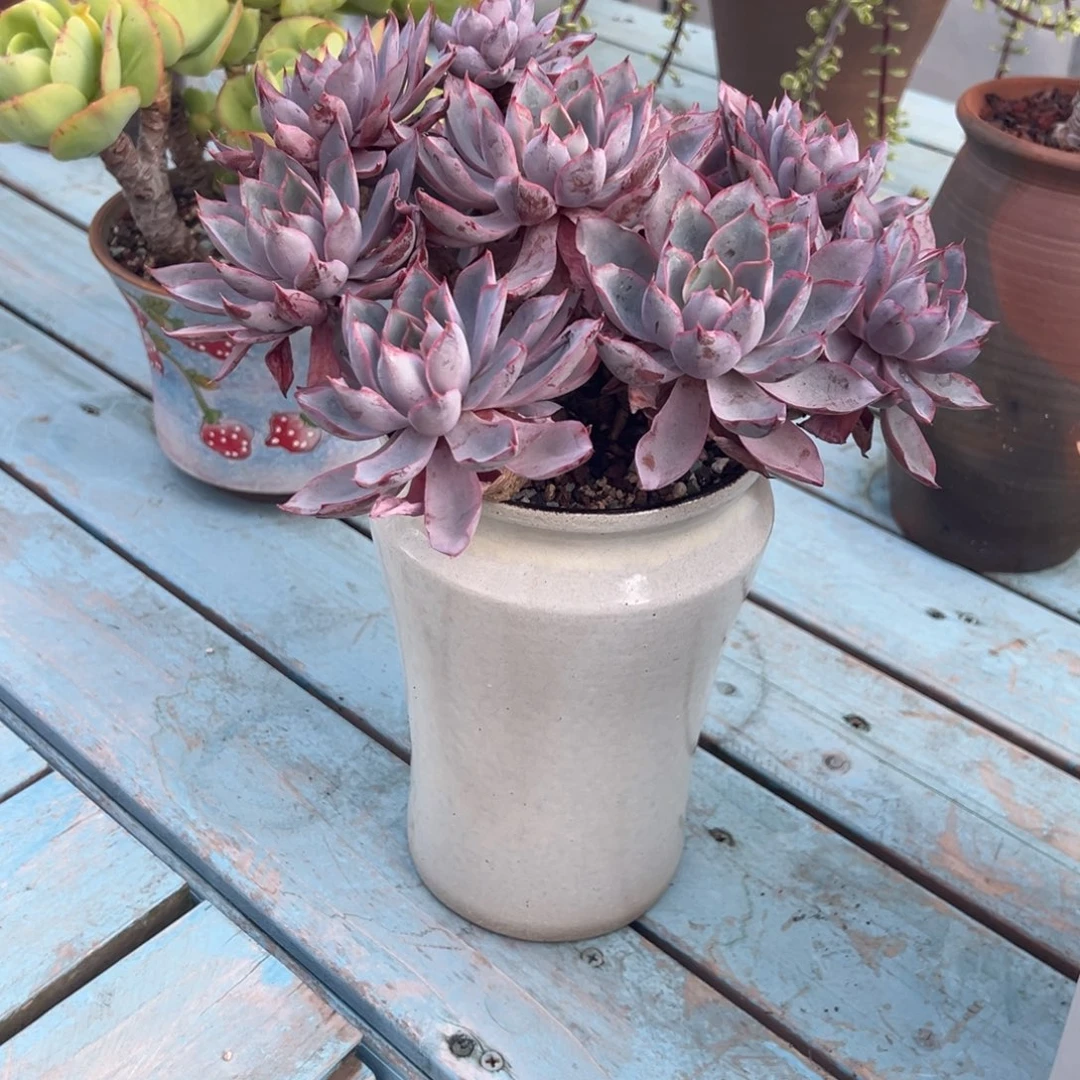 桃***桃赫拉女王多肉植物脱土