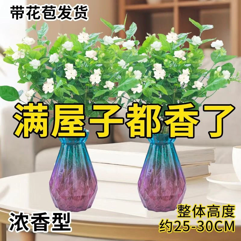 【净化空气】茉莉花盆栽浓香带花苞室内水培驱蚊四季好养绿植花卉