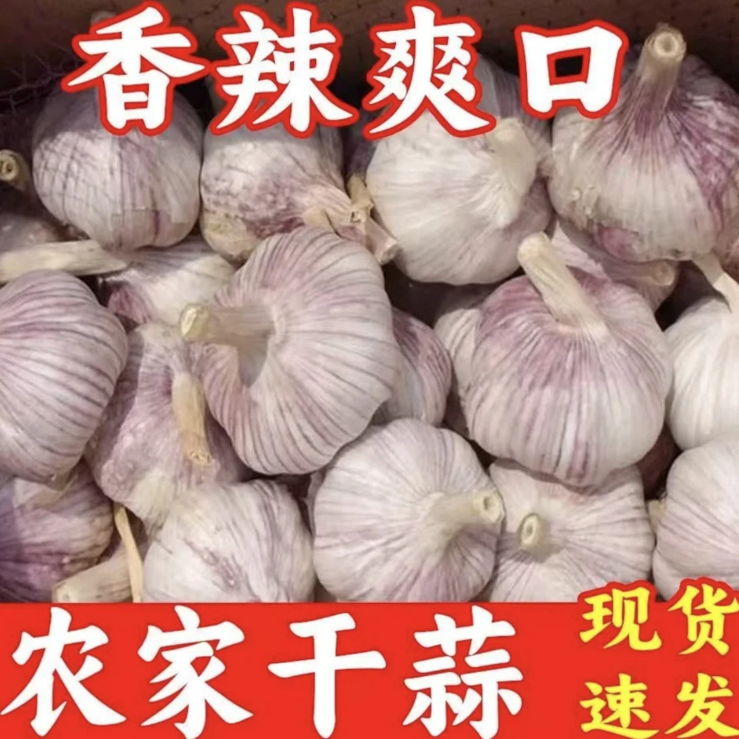（五斤果王活动价）25年紫白皮干大蒜纯干蒜可做腊八蒜