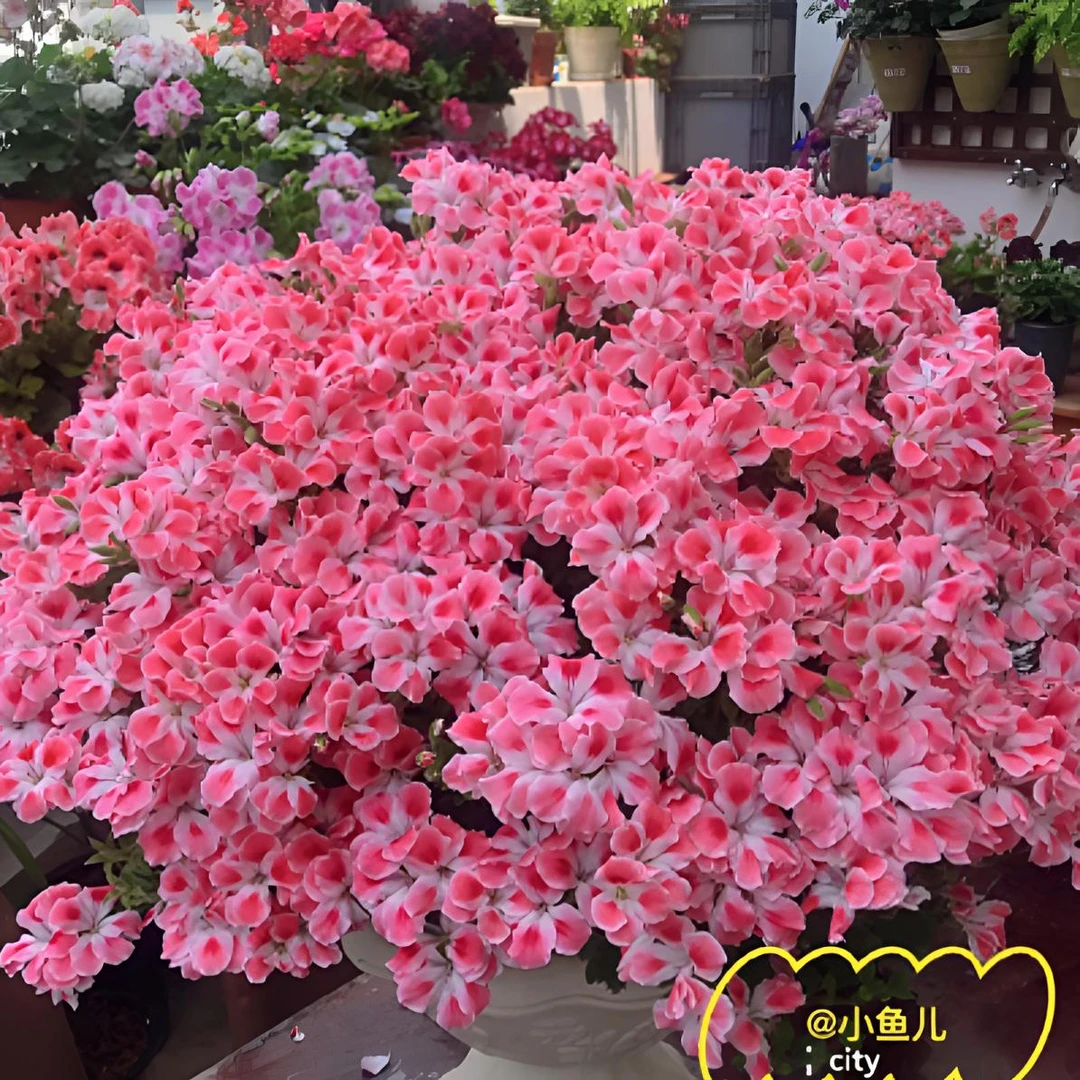 【蝴蝶梅—糖果粉云】150大盆大花天竺葵蝴蝶梅（带花苞 包对版）