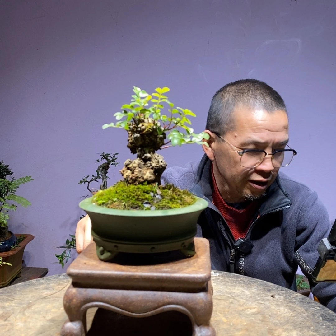 无花朵谢胡子盆景