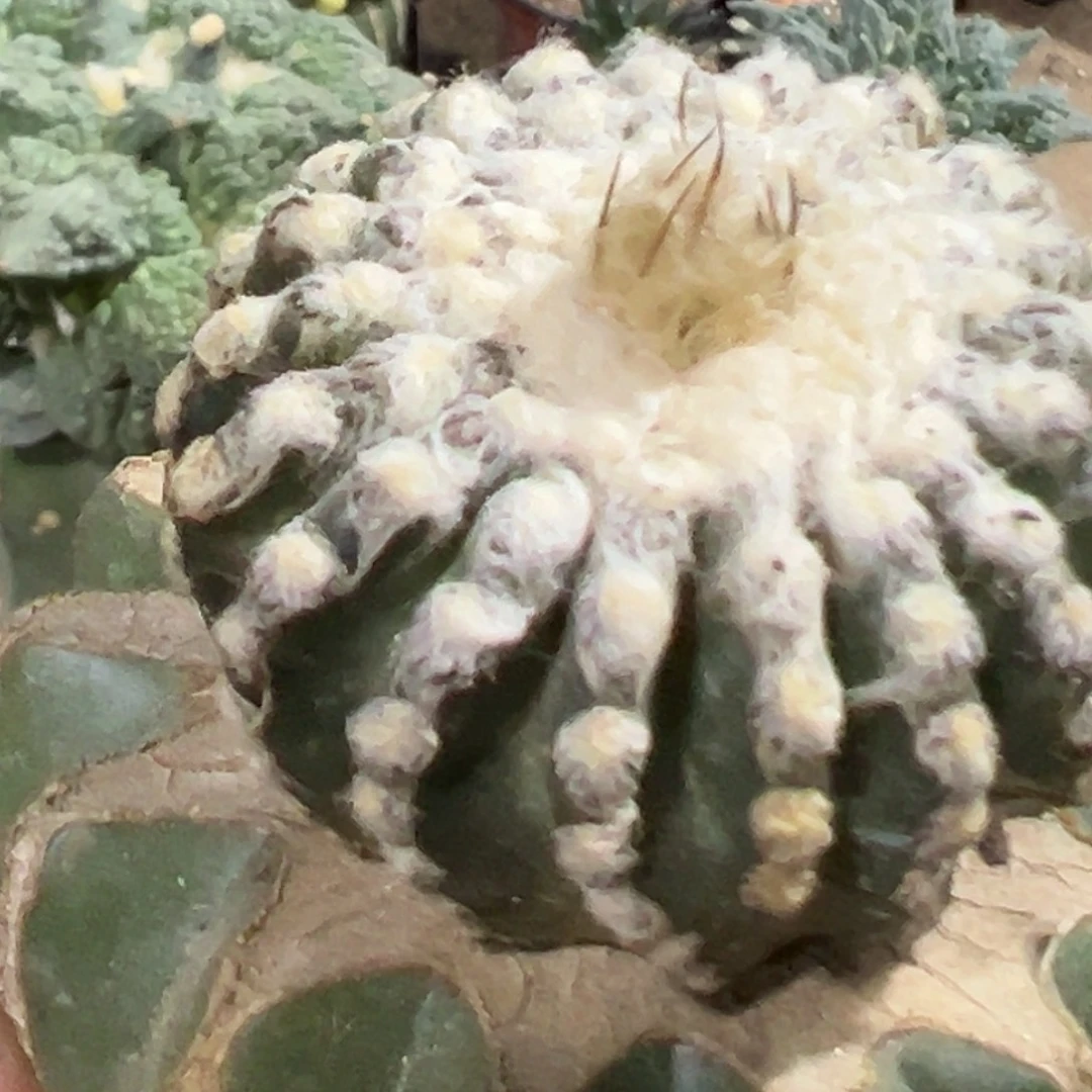 完全开放福利奇特球082