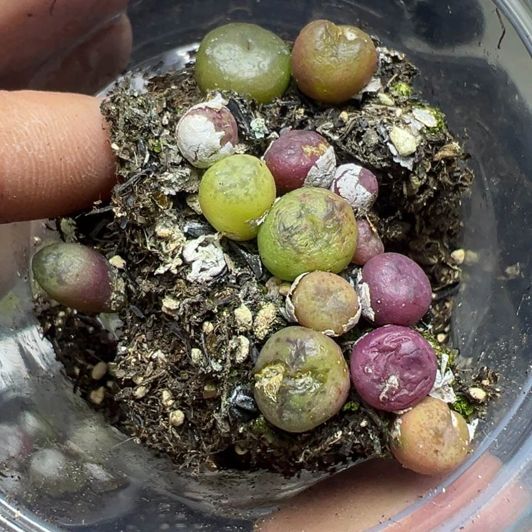 【闪购商品】965……