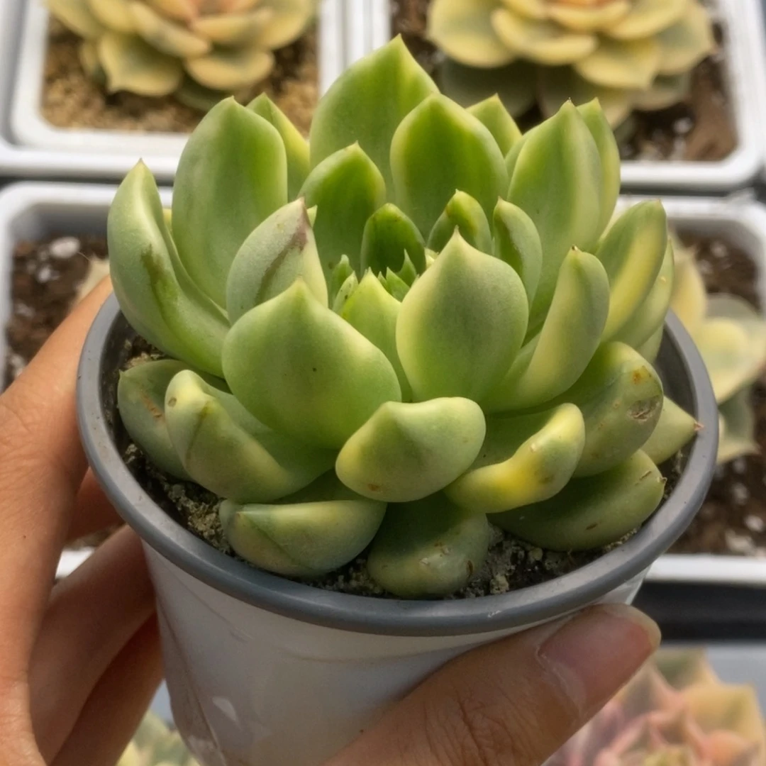 596东云杂锦锦锦锦锦锦锦